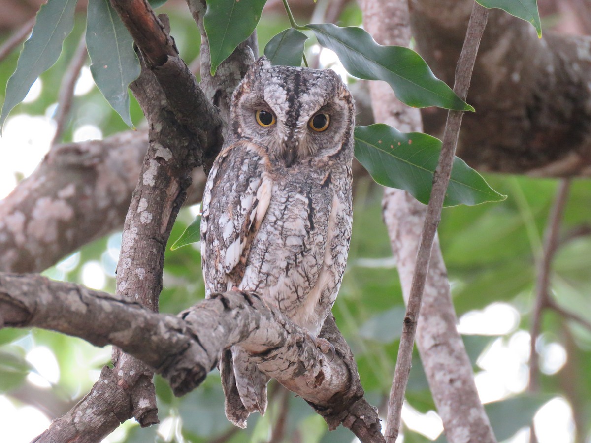 Afrika-Zwergohreule (senegalensis) - ML38496641