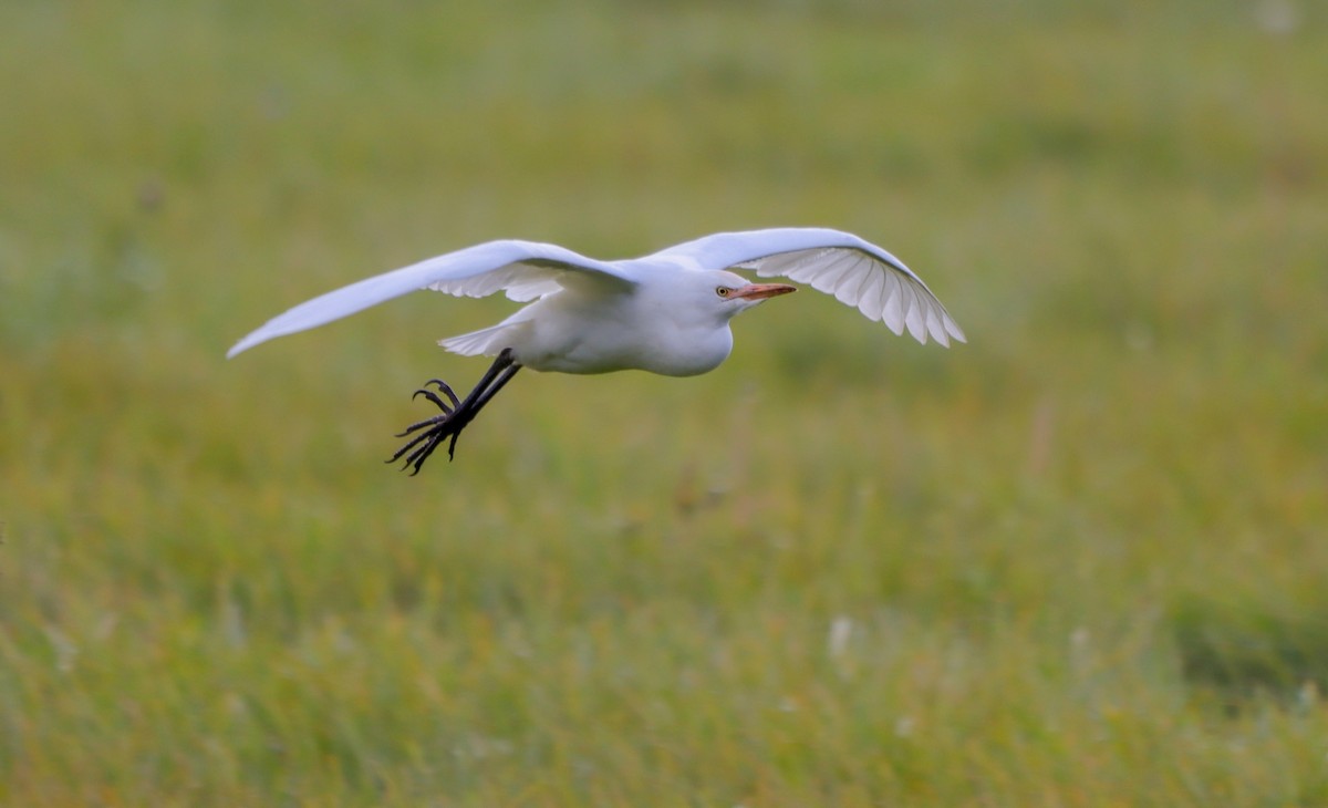 Western Cattle-Egret - Lisa Bacon