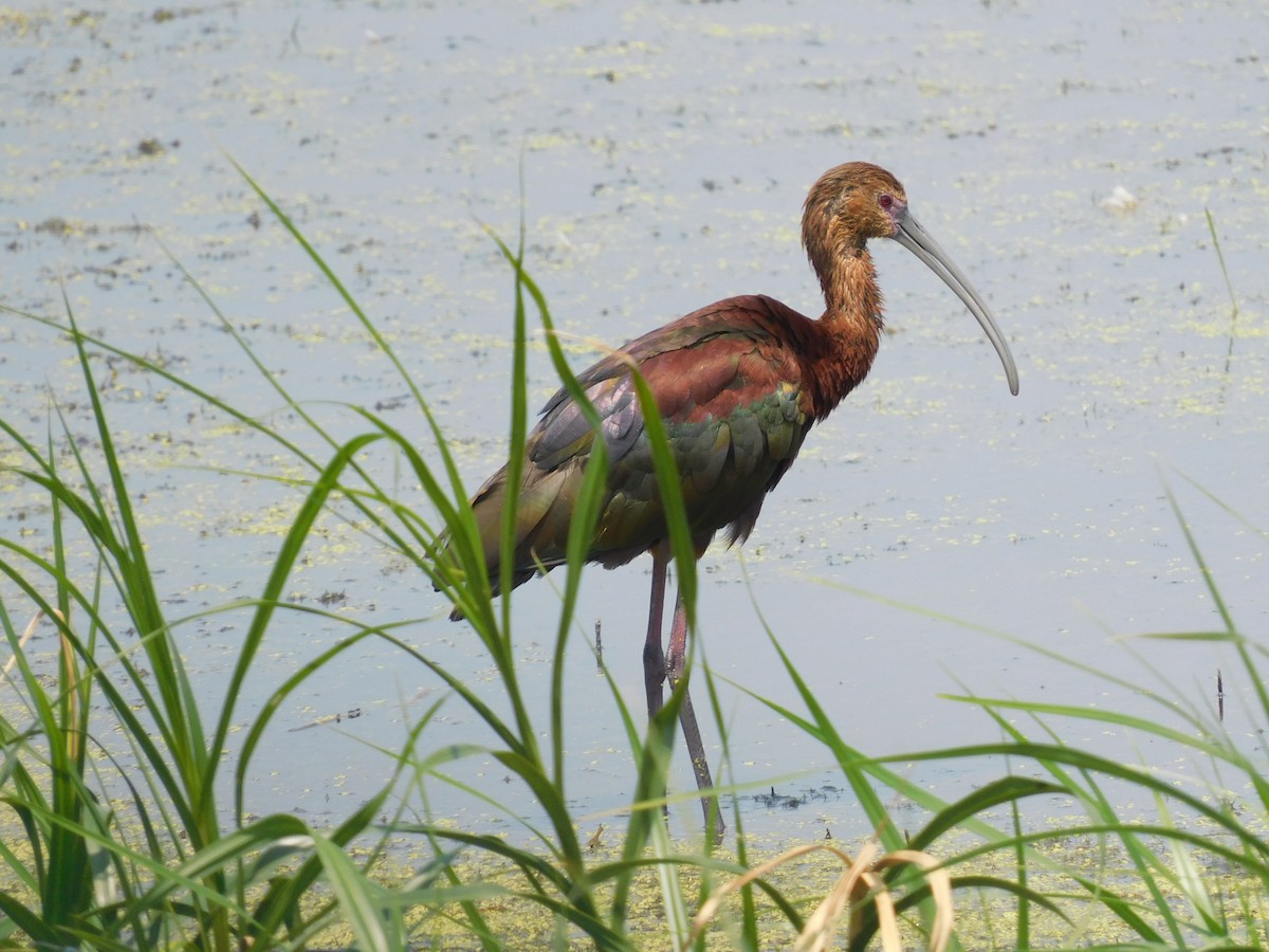 ibis americký - ML384967551