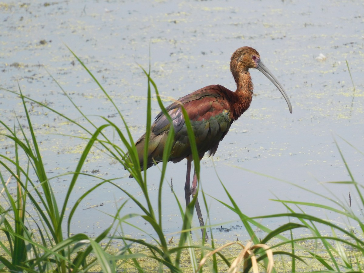 White-faced Ibis - ML384967551