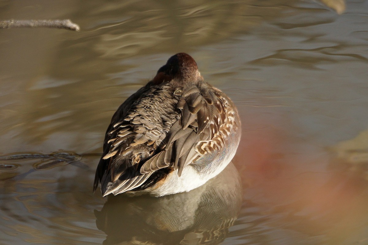 Green-winged Teal - ML384967881