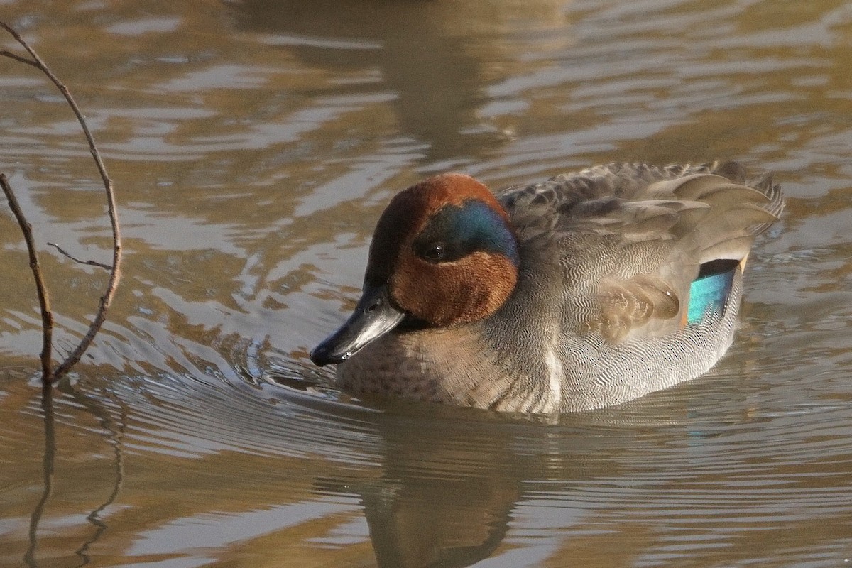 Green-winged Teal - ML384967901