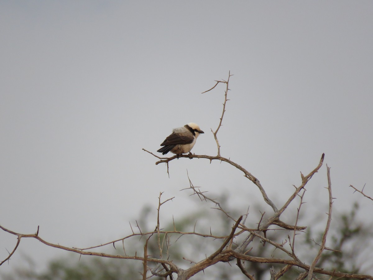 White-crowned Shrike - ML38496821