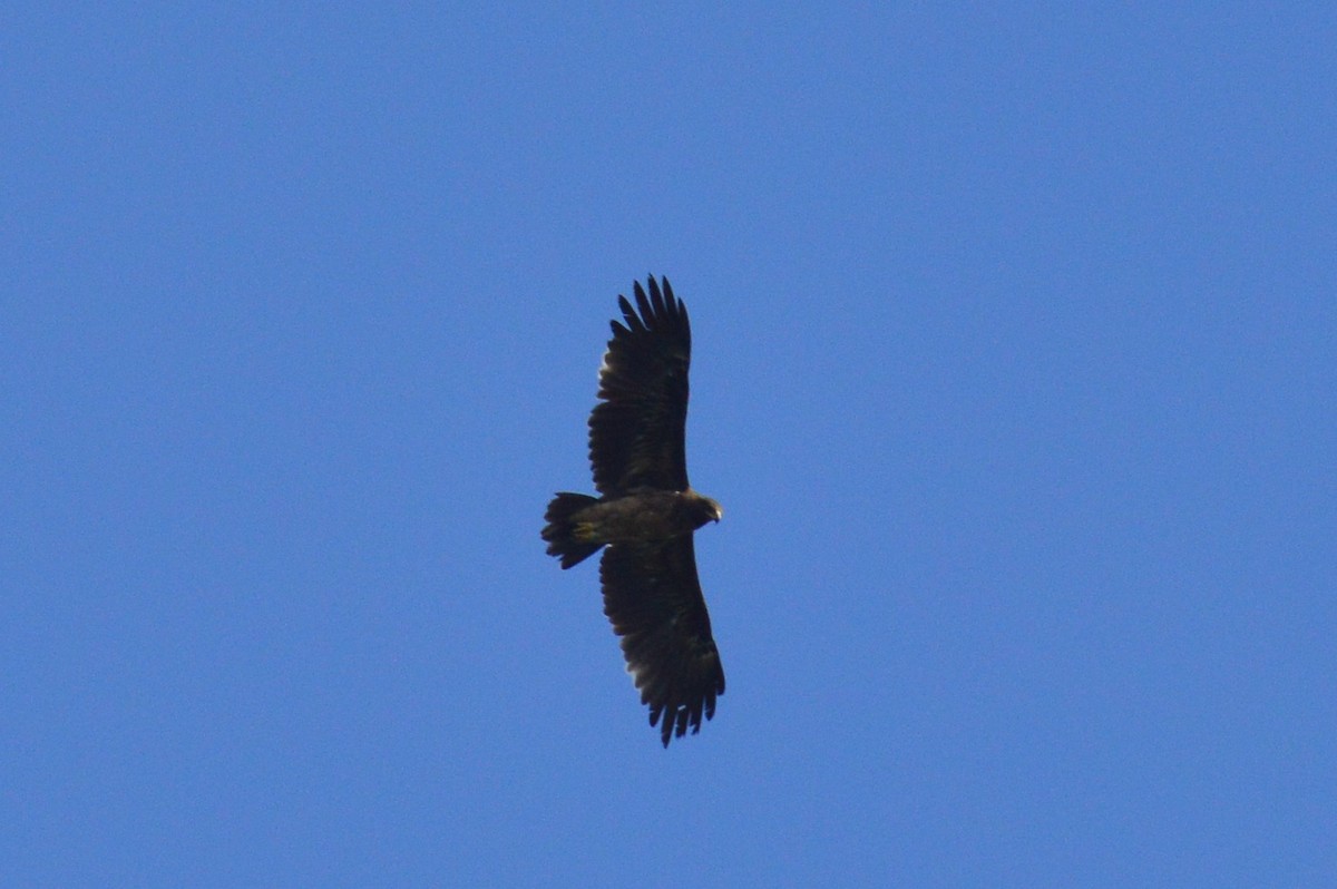 Greater Spotted Eagle - Karthik Thrikkadeeri