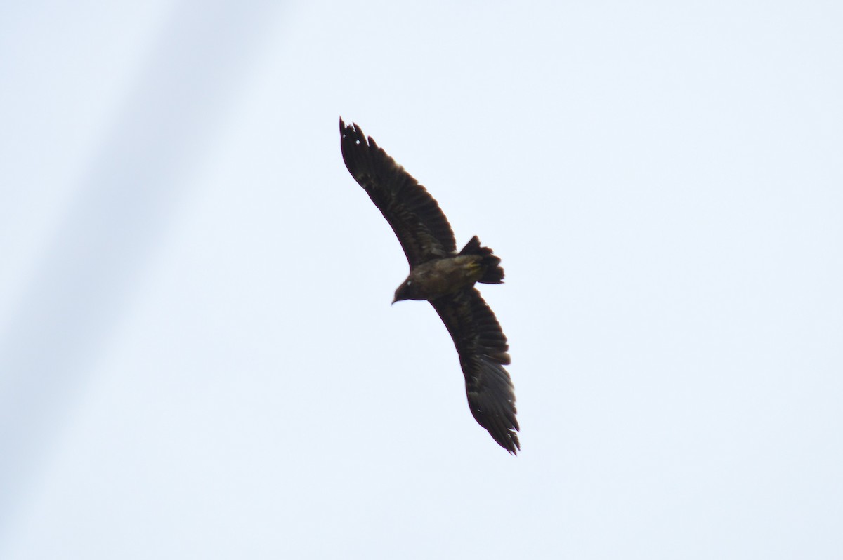 Greater Spotted Eagle - Karthik Thrikkadeeri