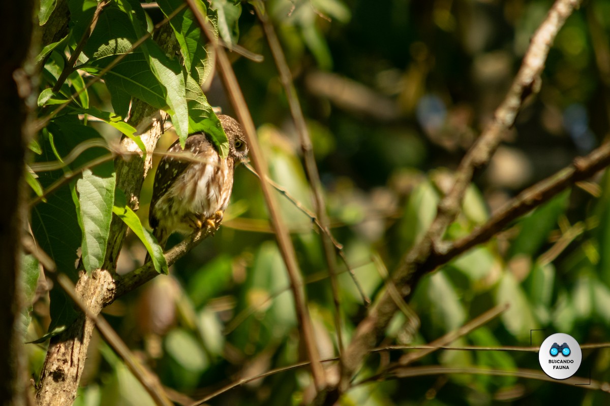 Ferruginous Pygmy-Owl - ML384974201