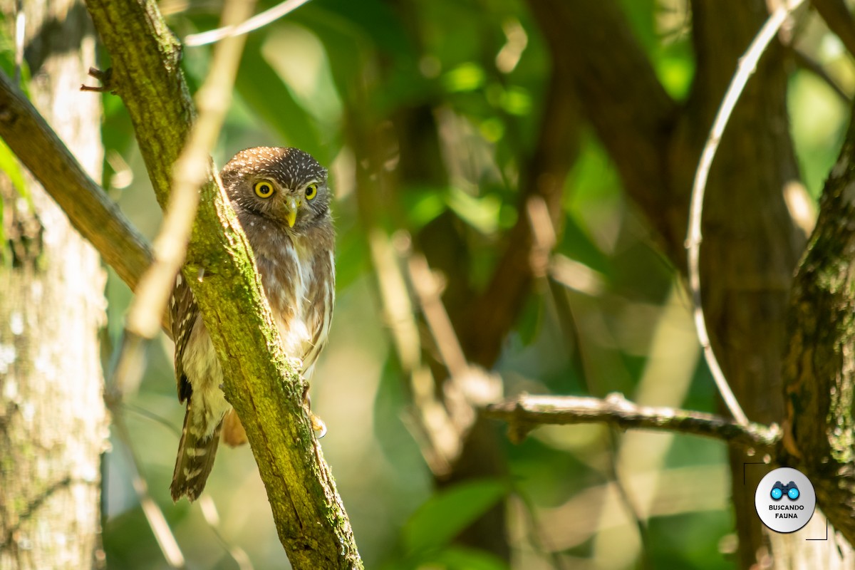 Ferruginous Pygmy-Owl - ML384974211