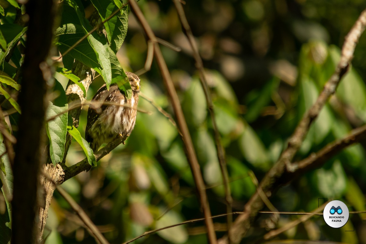 Ferruginous Pygmy-Owl - ML384974221