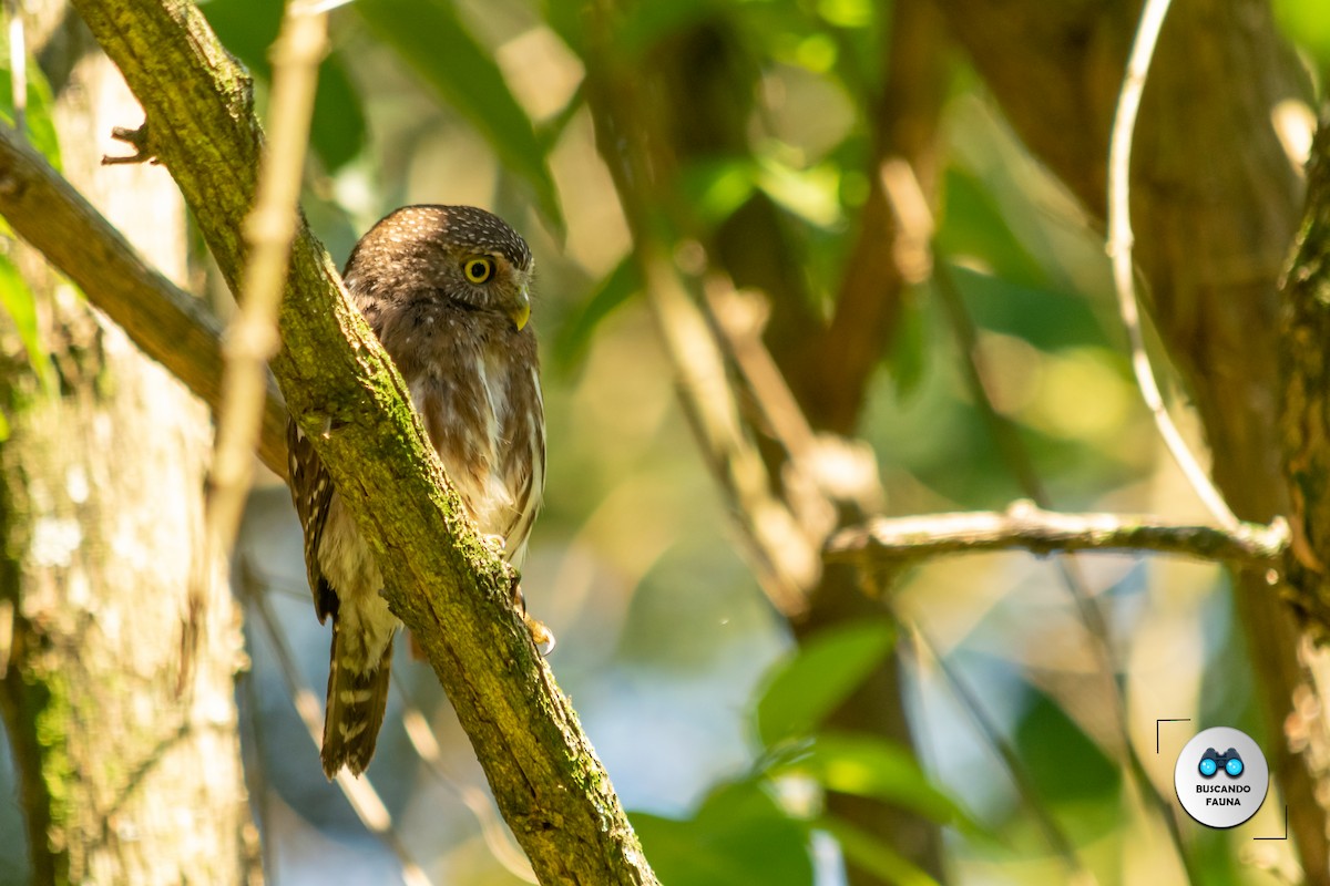 Ferruginous Pygmy-Owl - ML384974241