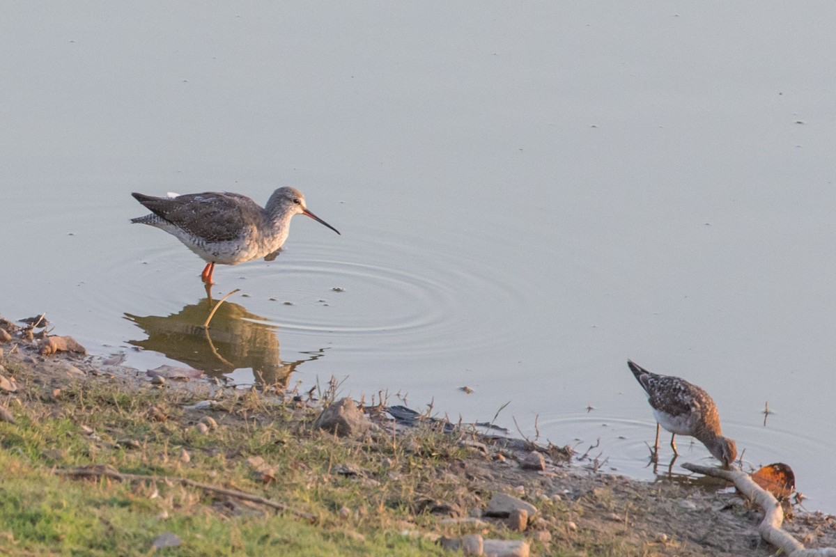 Spotted Redshank - ML384977511