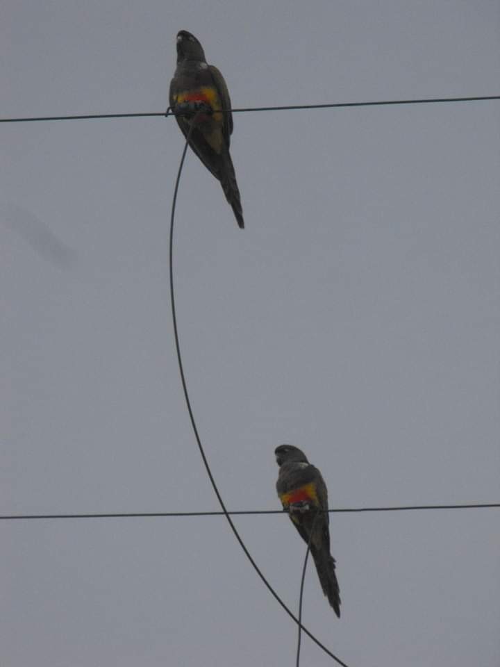 Conure de Patagonie - ML384978321