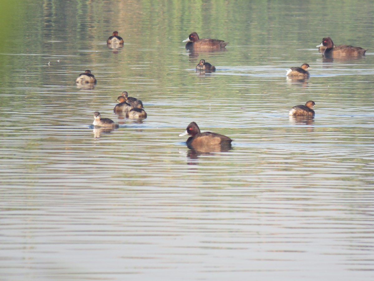 Southern Pochard - ML38497941