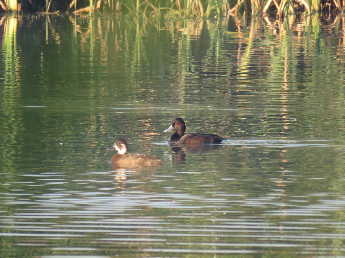 Southern Pochard - ML38497951