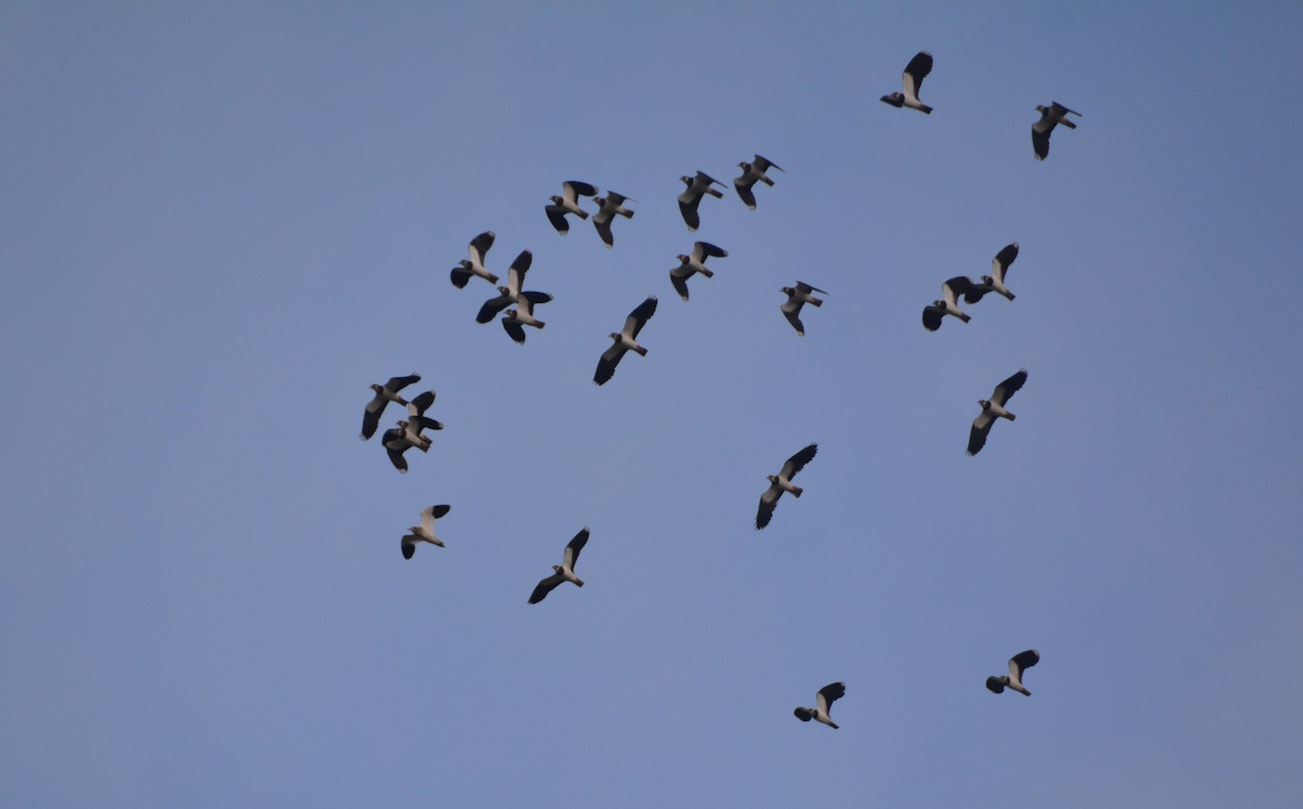 keptuška stepní - ML384979511