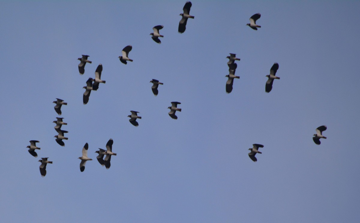 keptuška stepní - ML384979561