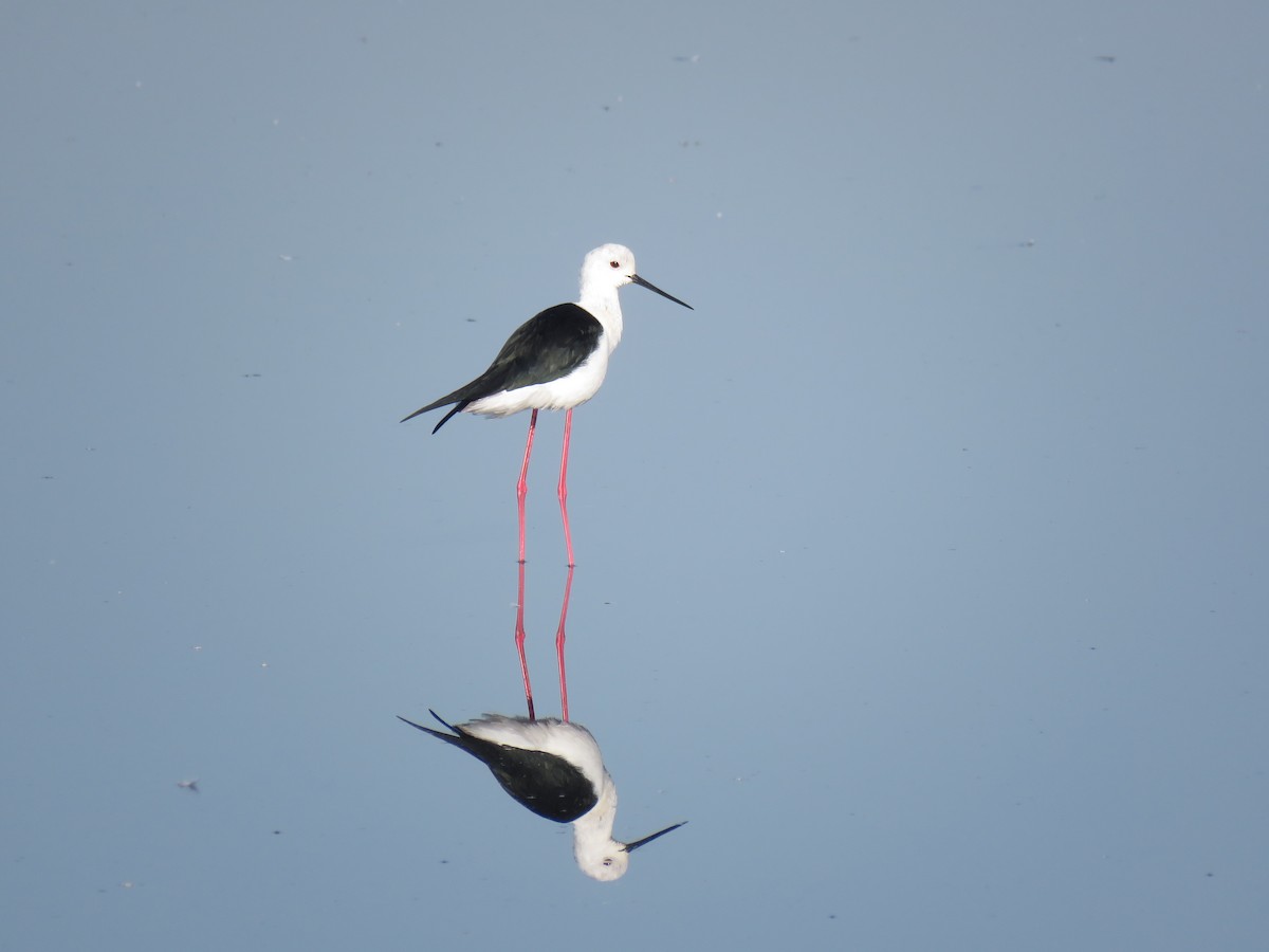 Black-winged Stilt - Brad Arthur
