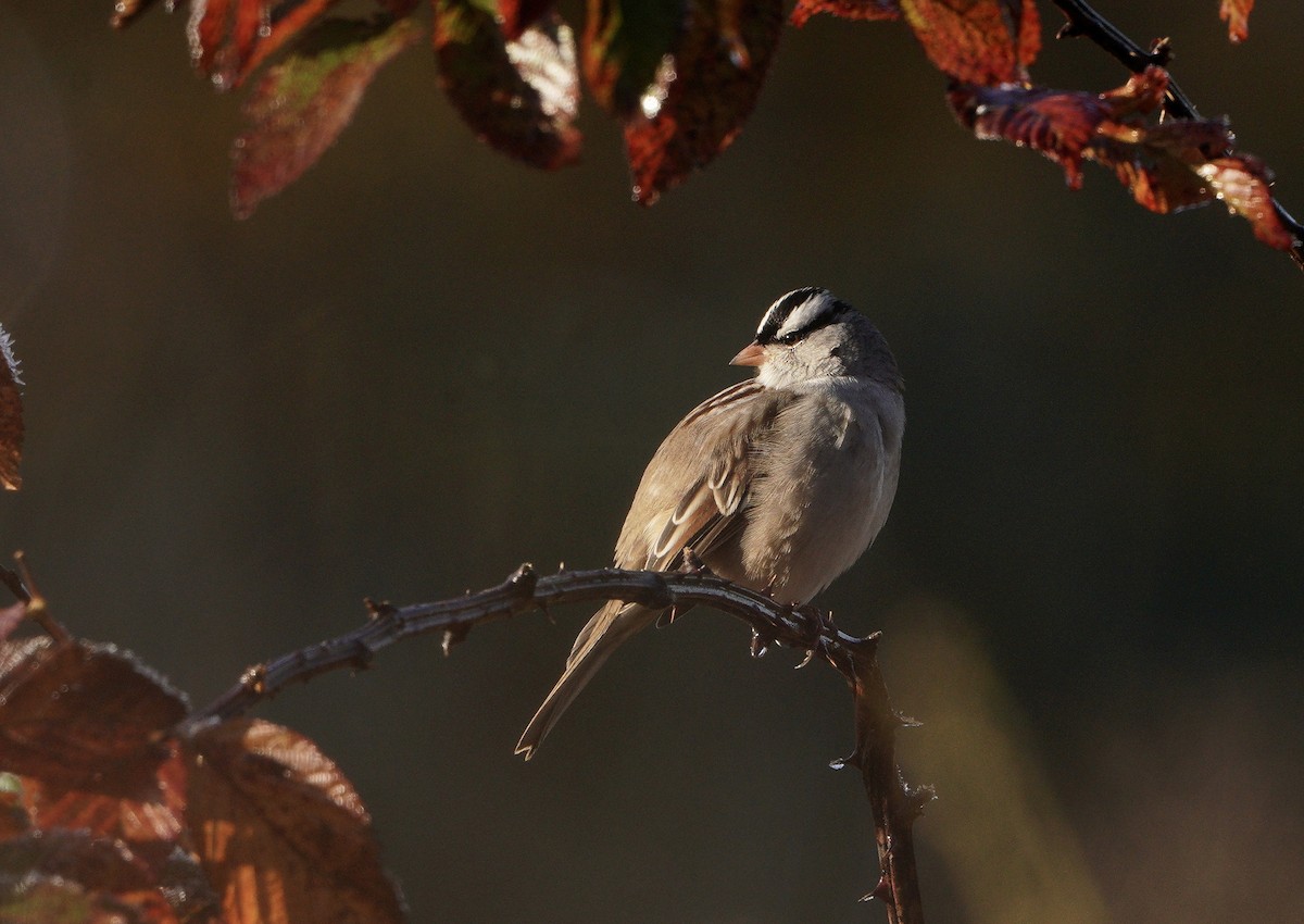 White-crowned Sparrow - ML384980141