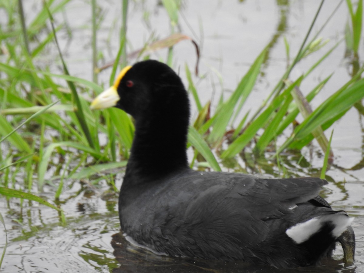 White-winged Coot - ML384980611