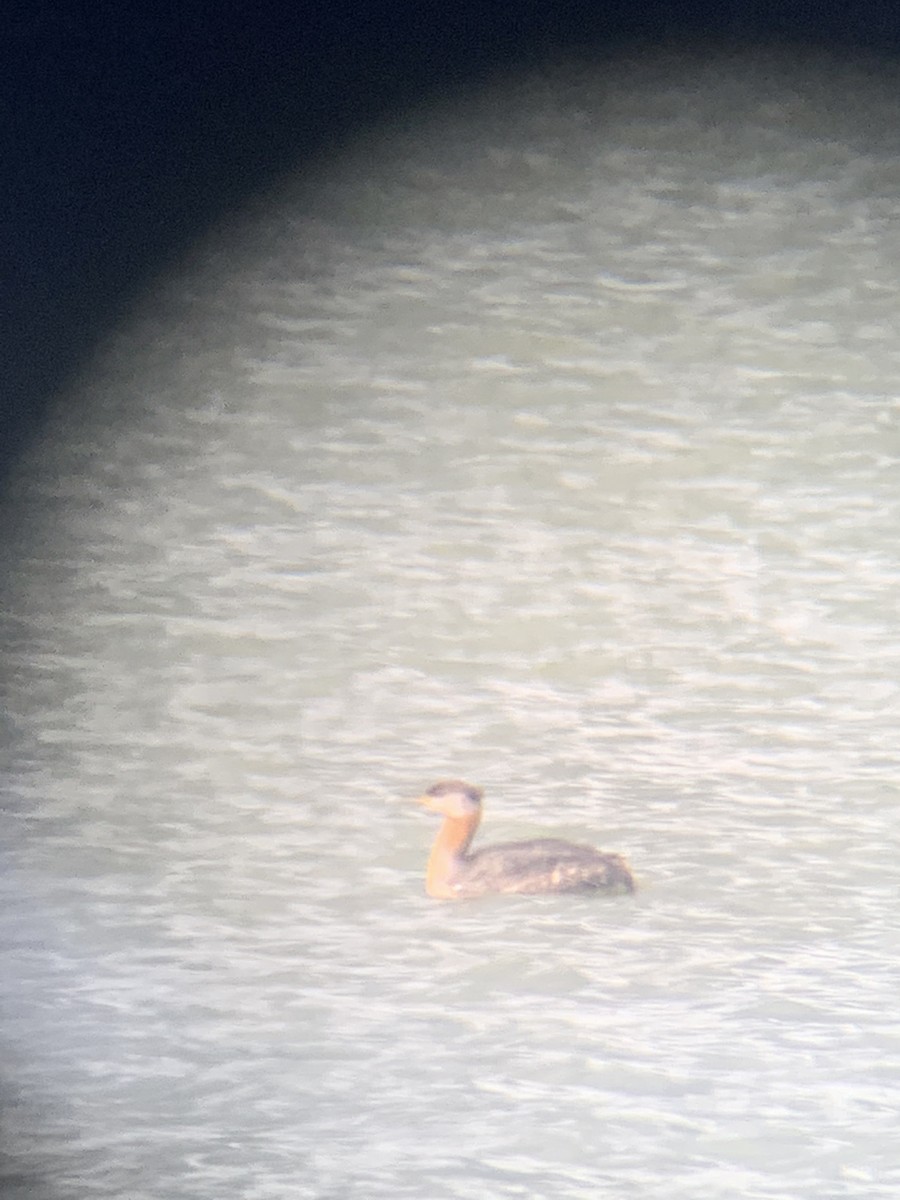 Red-necked Grebe - ML384982131