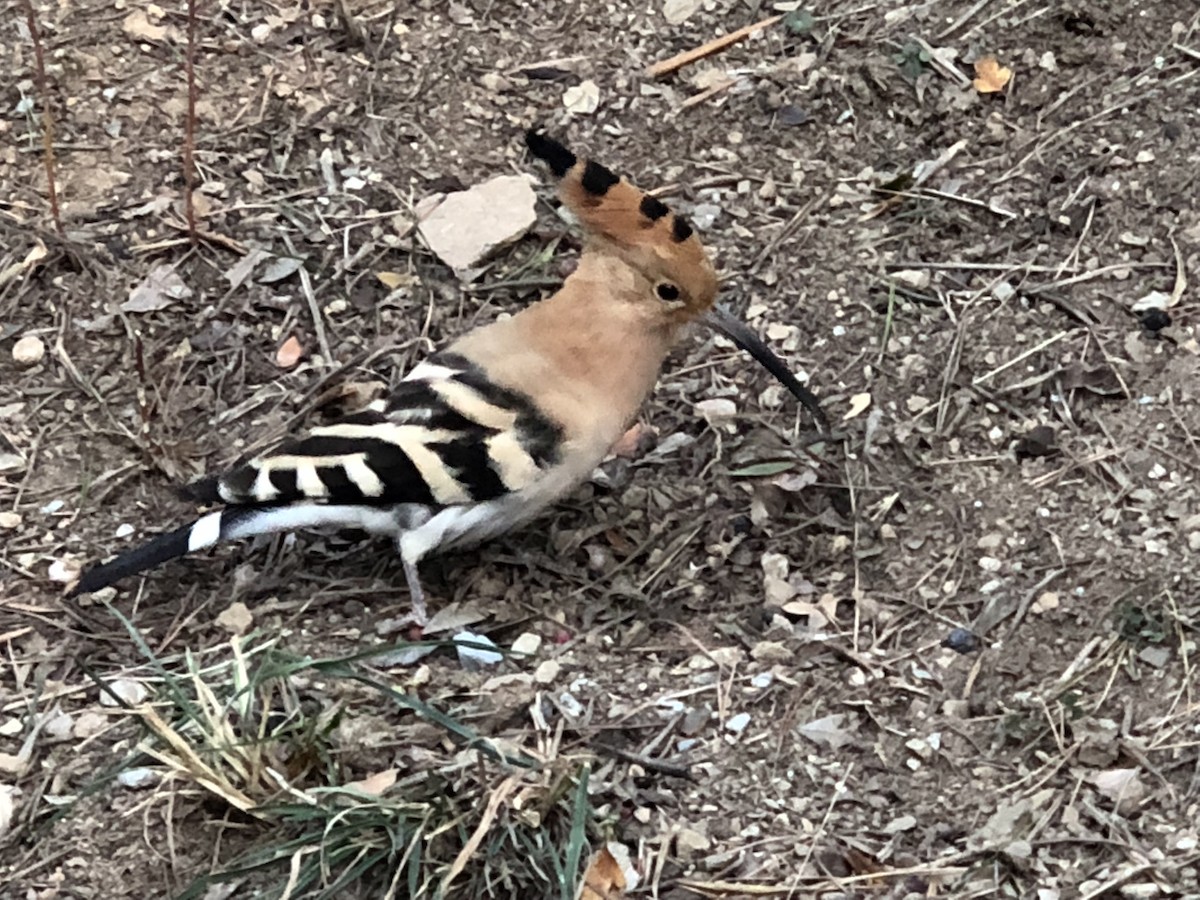 Common Hoopoe - ML384983331