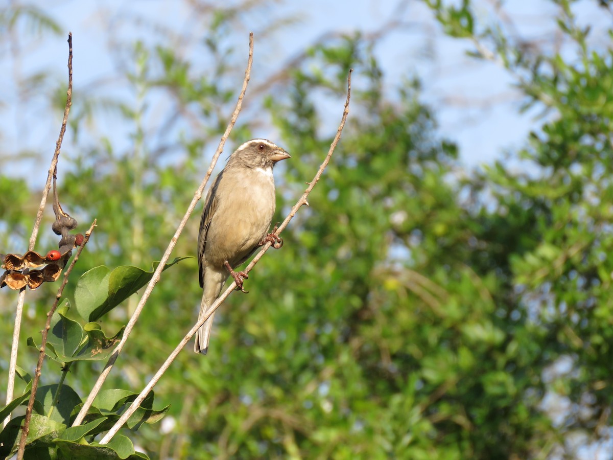 Streaky-headed Seedeater - Brad Arthur