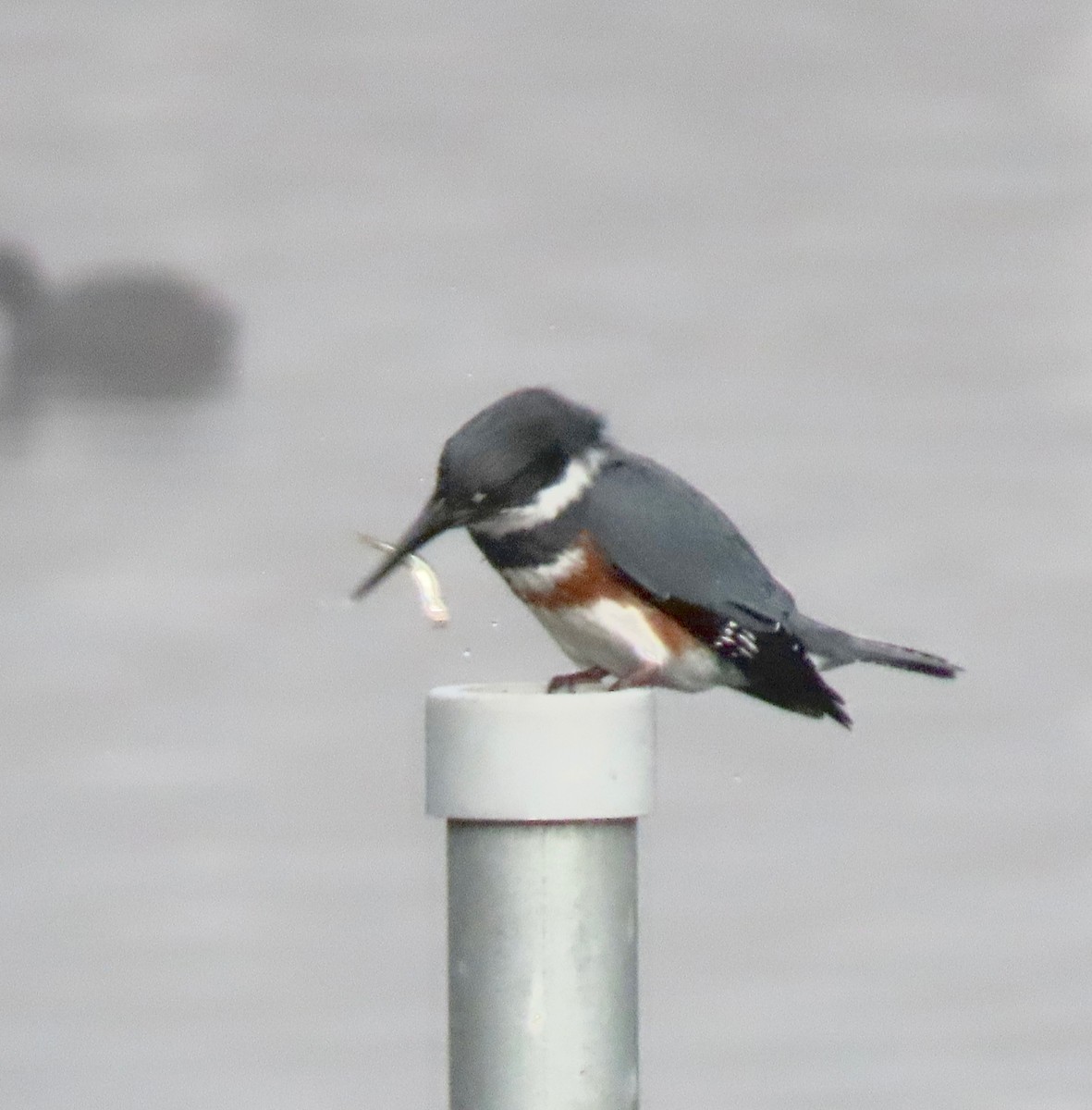 Belted Kingfisher - Tom Caldwell