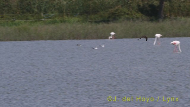 ウスアマツバメ - ML384987061