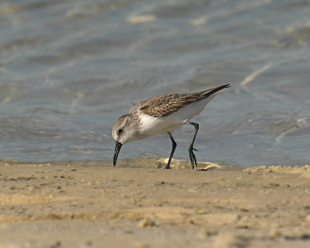 Western Sandpiper - Patricia Goldberg