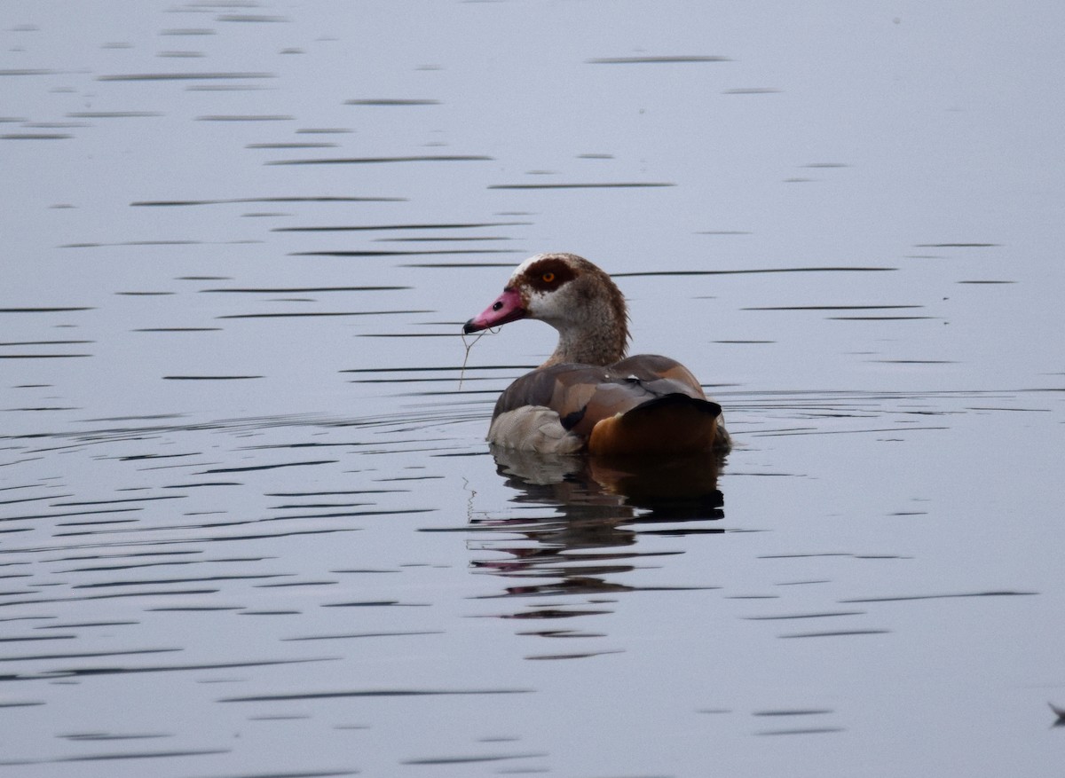 Egyptian Goose - ML384988981