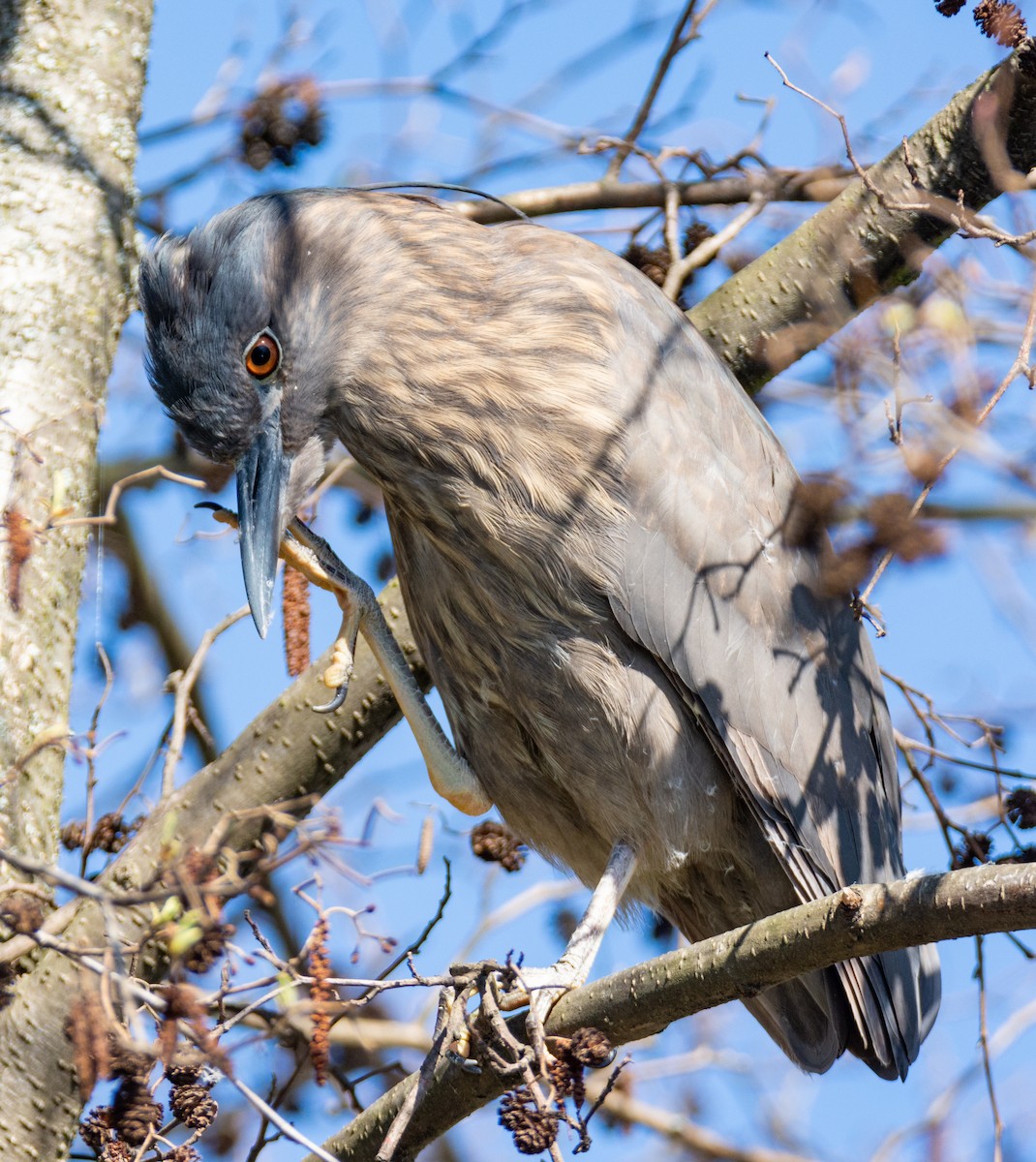 Black-crowned Night Heron - ML384989841