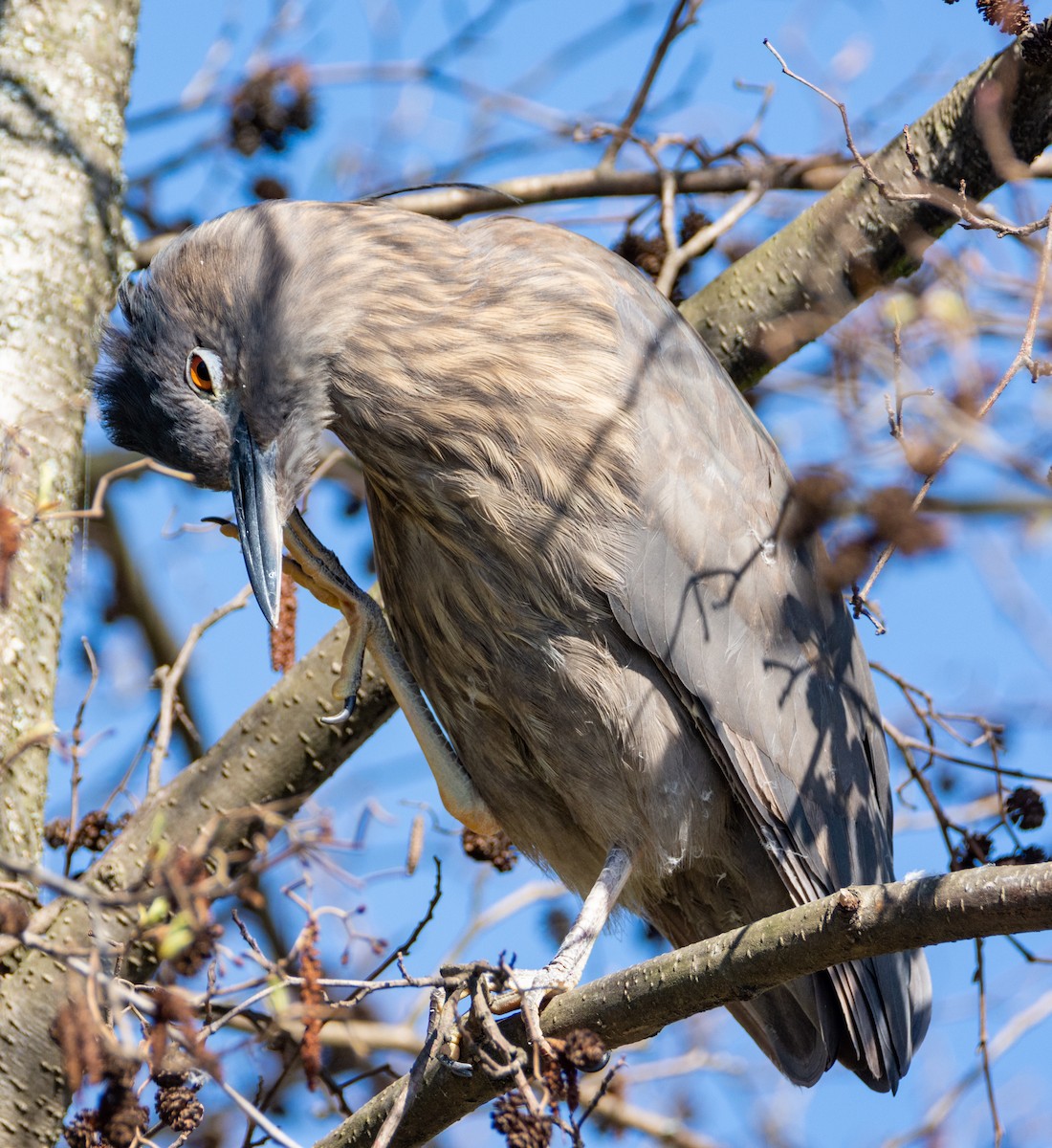 Black-crowned Night Heron - ML384989851