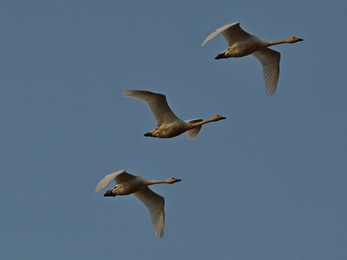 Tundra Swan - ML384989861