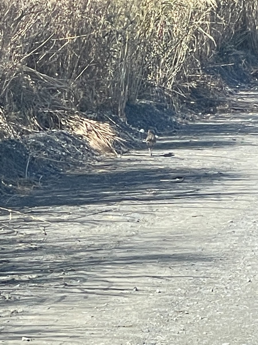 Clapper Rail - ML384990161