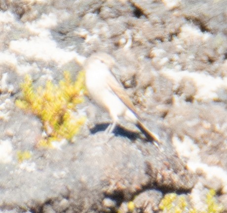 Spot-billed Ground-Tyrant - ML384990231