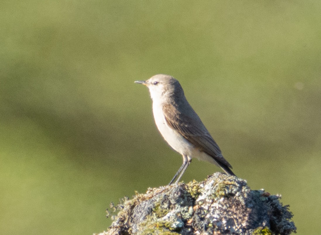 Spot-billed Ground-Tyrant - ML384990251
