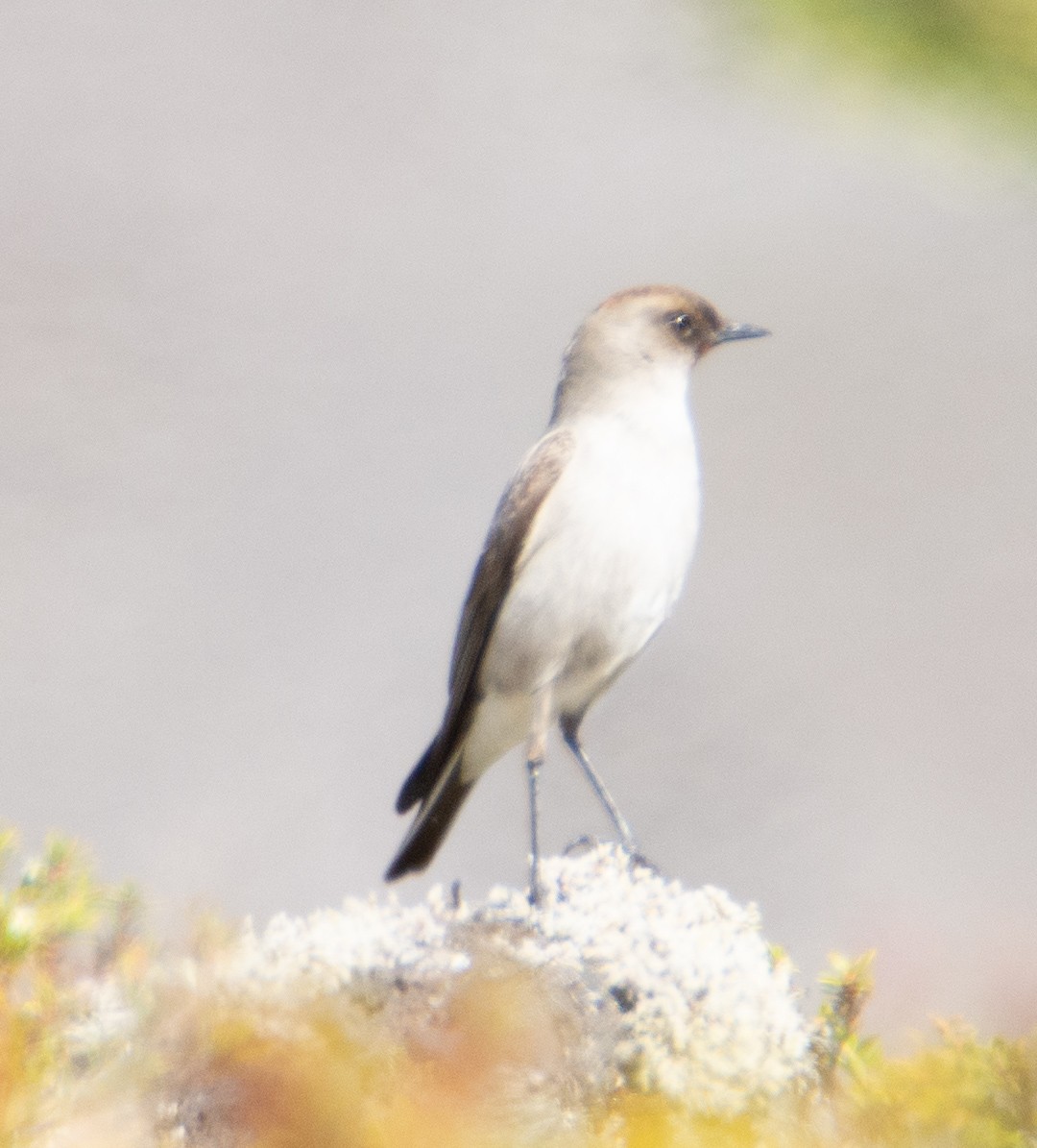 Dark-faced Ground-Tyrant - ML384990291