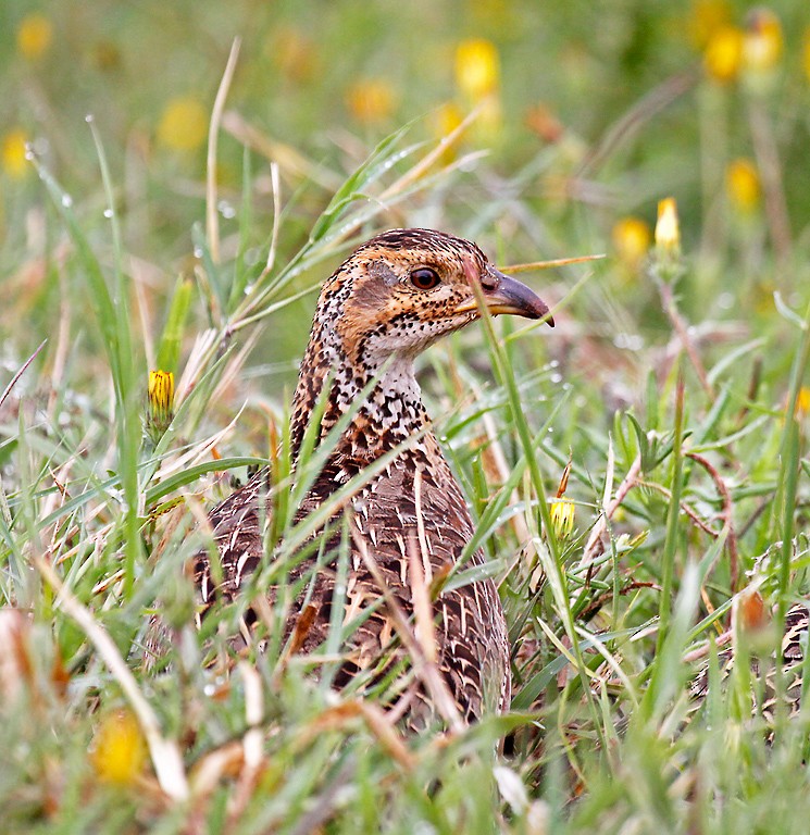 Shelley's Francolin - ML384990911