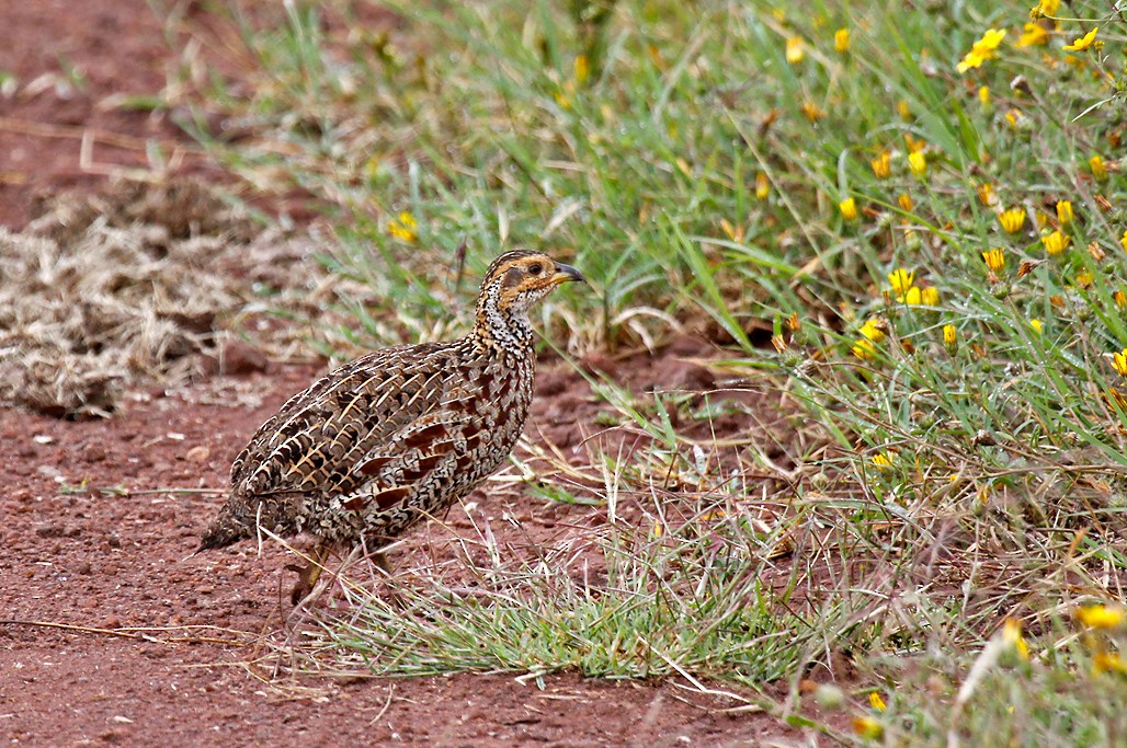 Shelley's Francolin - ML384990921