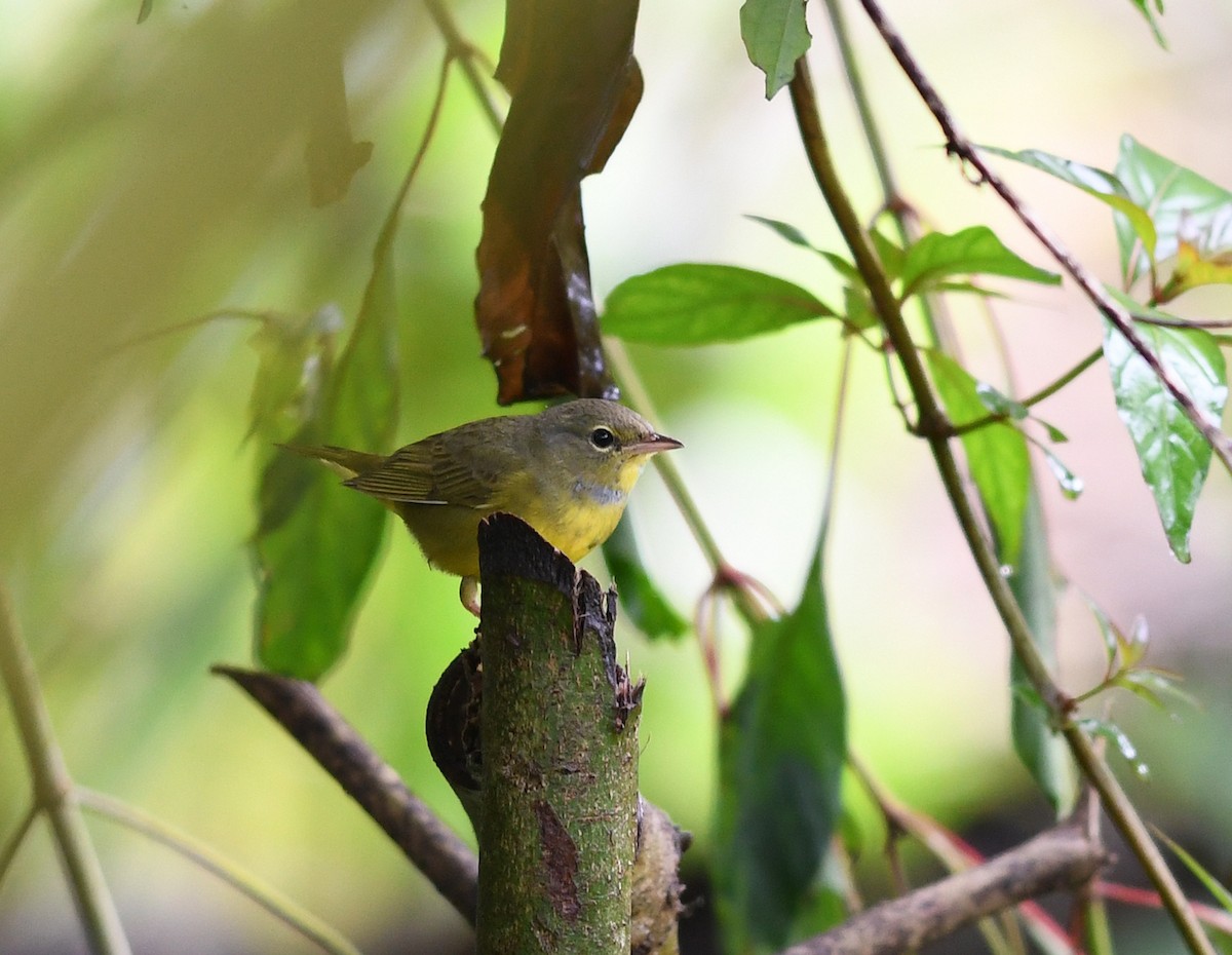 Mourning Warbler - ML384993951