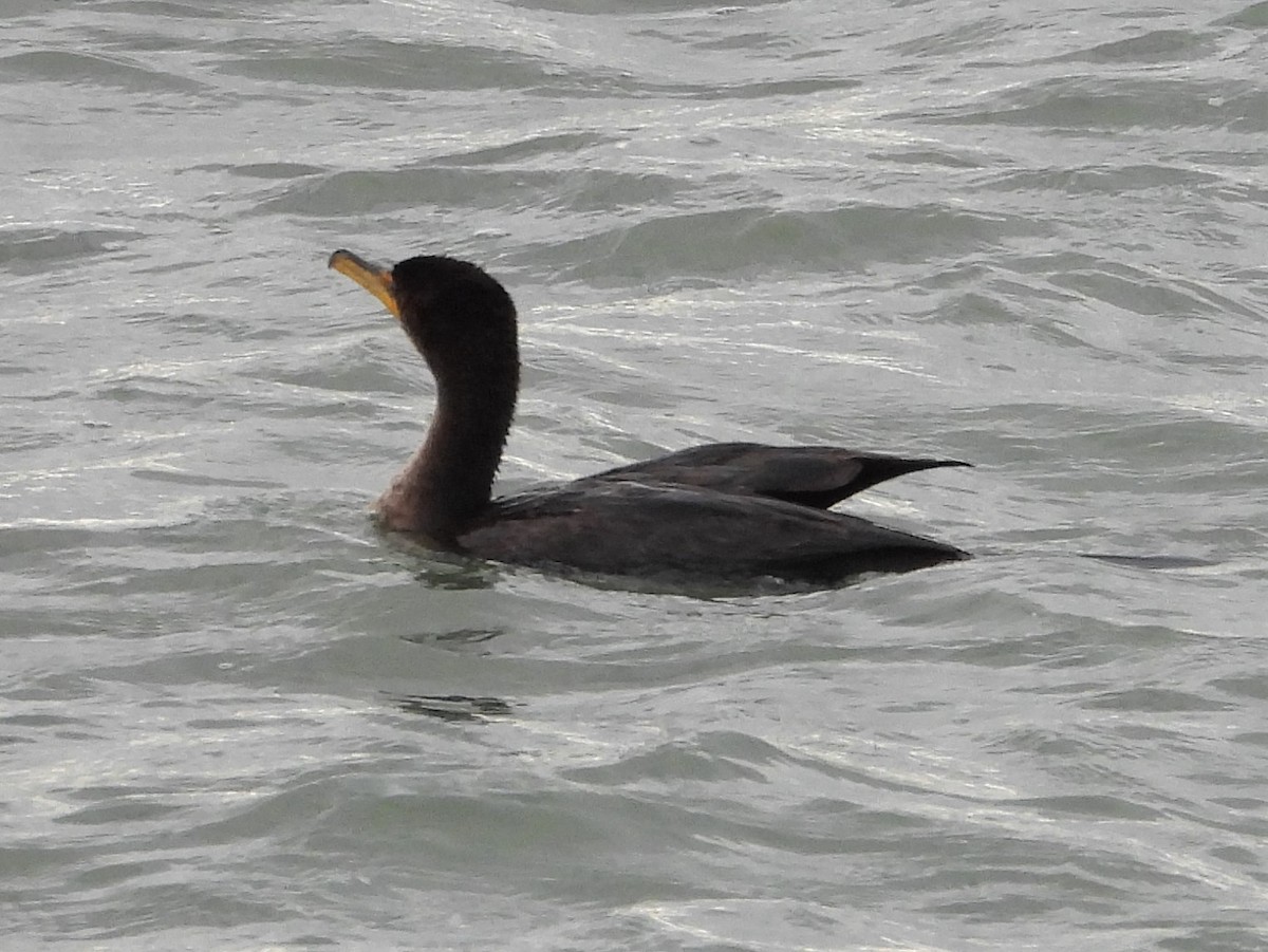 Double-crested Cormorant - ML384995301