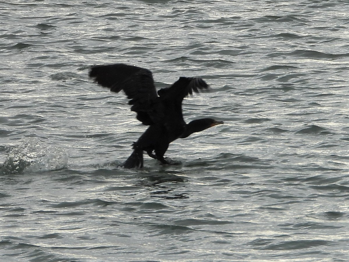 Double-crested Cormorant - ML384995311