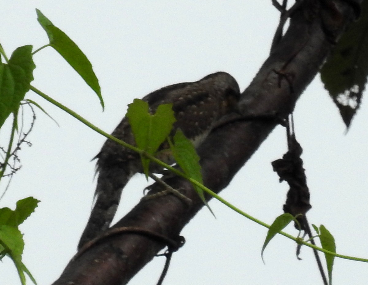 Eurasian Wryneck - ML38499551