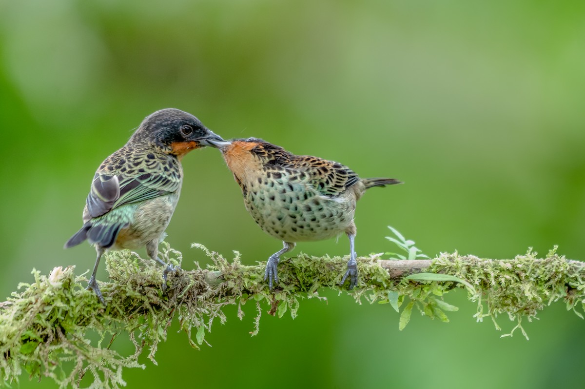 Rufous-throated Tanager - ML384996081