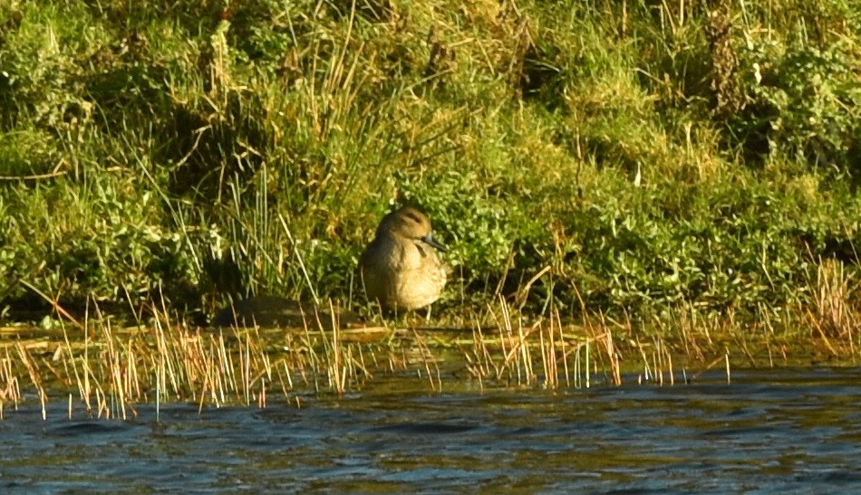 Northern Pintail - Blair Whyte