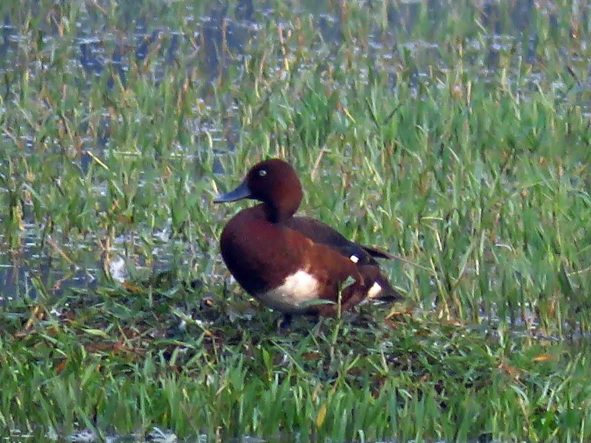 Ferruginous Duck - Ritvik Singh