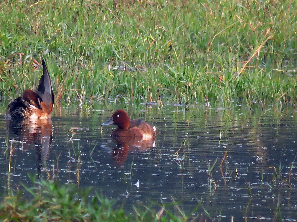 Ferruginous Duck - Ritvik Singh