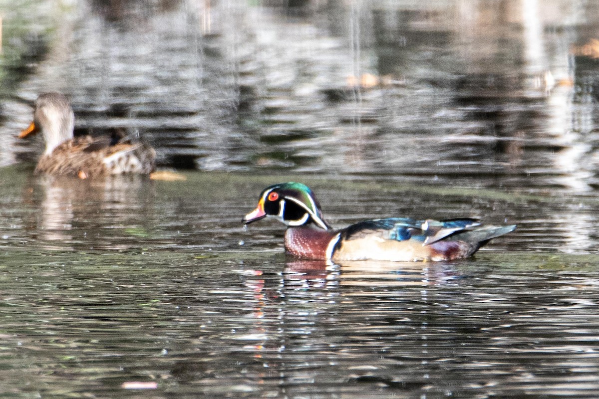 Wood Duck - ML384999921