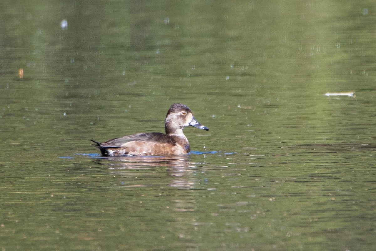 Ring-necked Duck - ML384999981