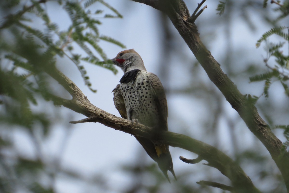 Gilded Flicker - ML38500161