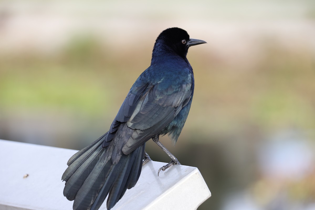 Boat-tailed Grackle - ML385002811